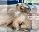 Small Photo #9 Siberian Husky-pomeranian spitz Mix Puppy For Sale in Holly Springs, NC, USA