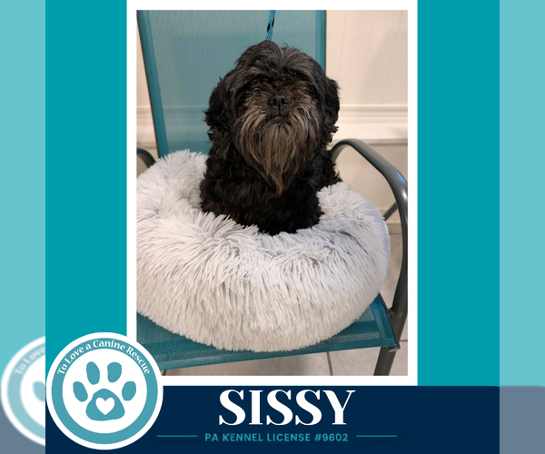Medium Photo #2 Lhasa Apso-Unknown Mix Puppy For Sale in Kimberton, PA, USA