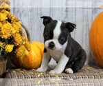Small Photo #2 Boston Terrier Puppy For Sale in FREDERICKSBG, OH, USA