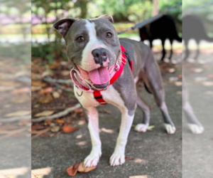 American Staffordshire Terrier-Unknown Mix Dogs for adoption in Decatur, GA, USA