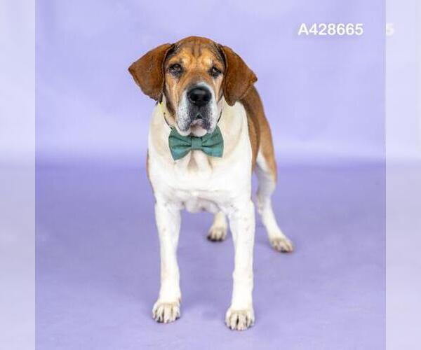 Medium Photo #1 Beagle-Unknown Mix Puppy For Sale in Conroe, TX, USA