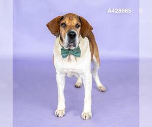 Beagle-Unknown Mix Dogs for adoption in Conroe, TX, USA