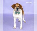 Small Beagle Mix