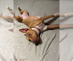 Small #1 American Bulldog-Labrador Retriever Mix