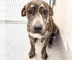 Small #1 Labrador Retriever Mix