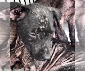 Labrador Retriever-Unknown Mix Dogs for adoption in Houston, TX, USA