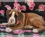 Small Photo #4 Boxer Puppy For Sale in STEVENS, PA, USA