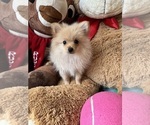 Small #6 Pomeranian