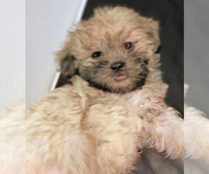 Shorkie Tzu Puppy for sale in LILBURN, GA, USA