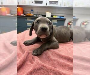 Mutt Dogs for adoption in Woodland, CA, USA