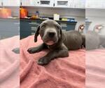 Small Mutt