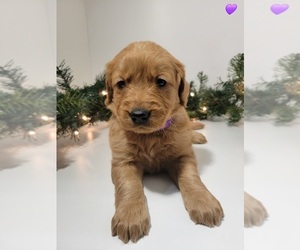 Golden Retriever Puppy for sale in GOODYEAR, AZ, USA