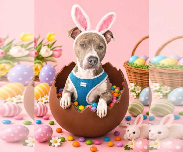 Medium Photo #2 Mutt Puppy For Sale in Cape May, NJ, USA