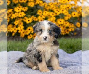 Bernedoodle (Miniature) Puppy for sale in HONEY BROOK, PA, USA