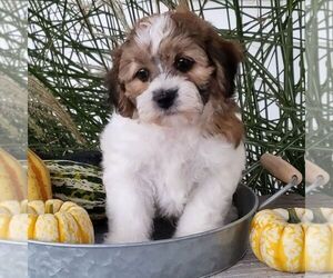 Zuchon Puppy for sale in ARTHUR, IL, USA