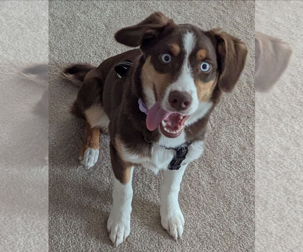 Medium Photo #9 Border-Aussie Puppy For Sale in Princeton, MN, USA