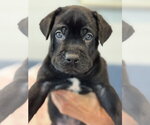 Charlotte's Puppy Charlie - Male Labrador Retriever-Unknown Mix Dog for Adoption - Small photo