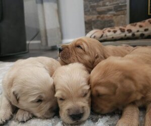 English Cream Golden Retriever Puppy for sale in SACRAMENTO, CA, USA