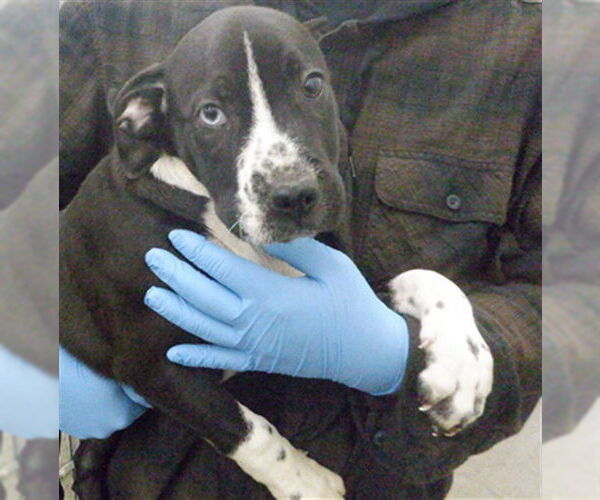 Medium Photo #1 Mutt Puppy For Sale in Oroville, CA, USA