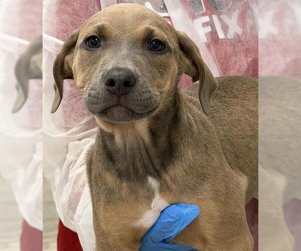 Medium Photo #1 American Staffordshire Terrier Puppy For Sale in Canfield, OH, USA