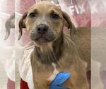 Small American Staffordshire Terrier
