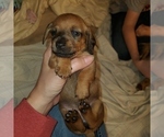 Small Photo #3 Dachshund Puppy For Sale in LADY LAKE, FL, USA