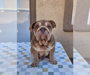 English Bulldog Puppy for sale in LAS VEGAS, NV, USA