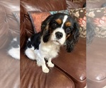 Small #13 Cavalier King Charles Spaniel