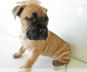Cane Corso Puppy for sale in HUDSON, MI, USA