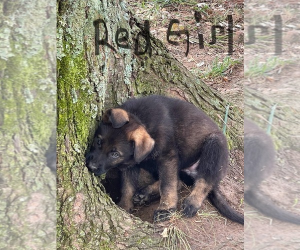 Medium Photo #5 German Shepherd Dog Puppy For Sale in HUNTLAND, TN, USA