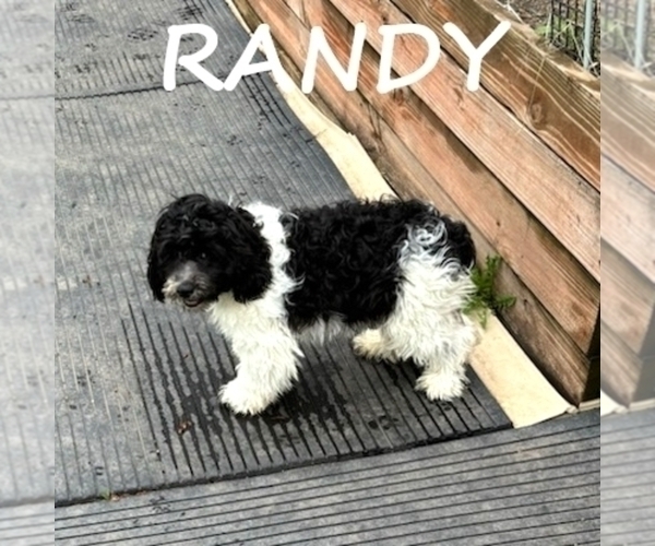 Medium Photo #2 Cockapoo Puppy For Sale in HARTLAND, MN, USA