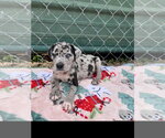 Small #1 Catahoula Leopard Dog Mix