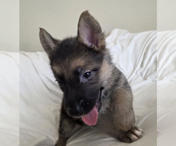 Medium Photo #9 German Shepherd Dog-Unknown Mix Puppy For Sale in McKinney, TX, USA