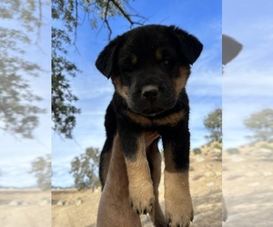 Rottweiler Puppy for sale in MARINA DEL REY, CA, USA