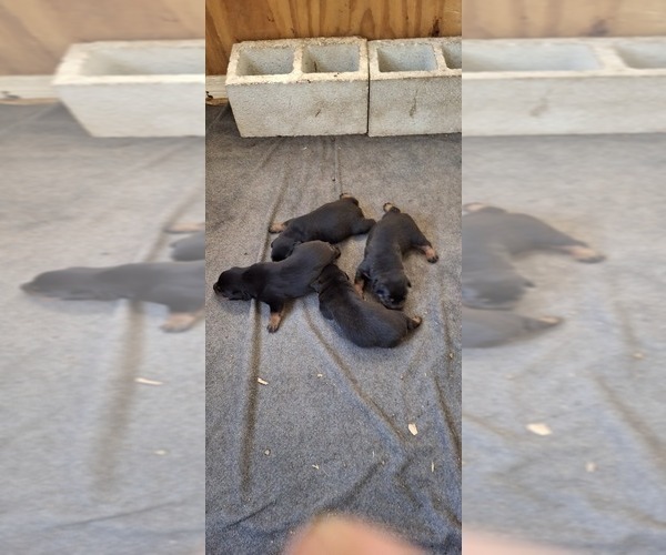 Medium Photo #2 Rottweiler Puppy For Sale in LAKELAND, FL, USA