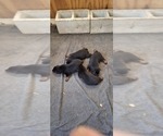 Litter of 3 - Male RottweilerLitter of Puppies for Sale - Photo #2