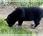 Small #3 German Shepherd Dog