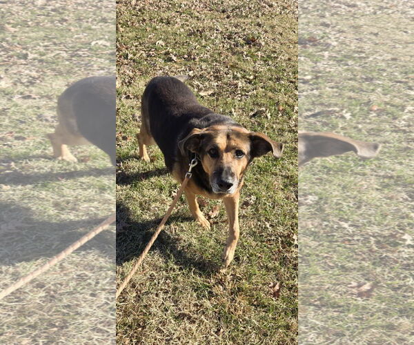 Medium Photo #9 German Shepherd Dog-Unknown Mix Puppy For Sale in Rustburg, VA, USA