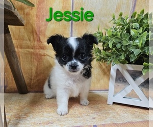 Chihuahua Litter for sale in HOMERVILLE, GA, USA