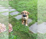 Small #3 Mutt