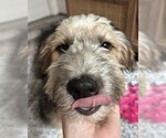 Small #3 Mutt