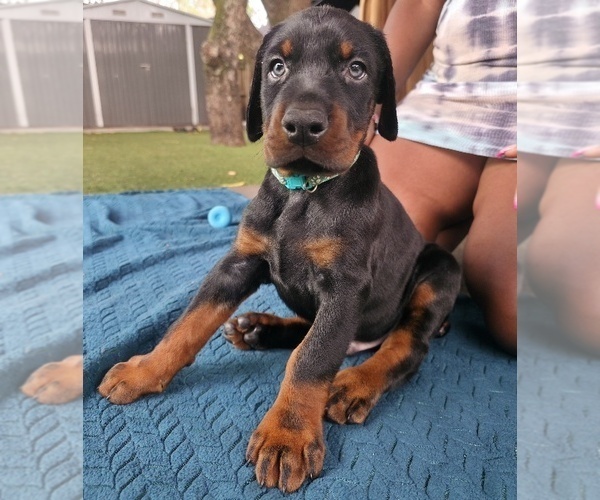 Medium Photo #7 Doberman Pinscher Puppy For Sale in MIAMI, FL, USA