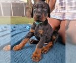 Small #6 Doberman Pinscher