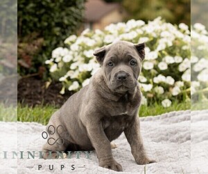 Cane Corso Puppy for sale in HONEY BROOK, PA, USA