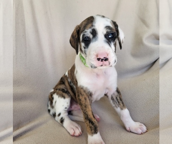 Medium Photo #1 Daniff Puppy For Sale in TIFFIN, OH, USA