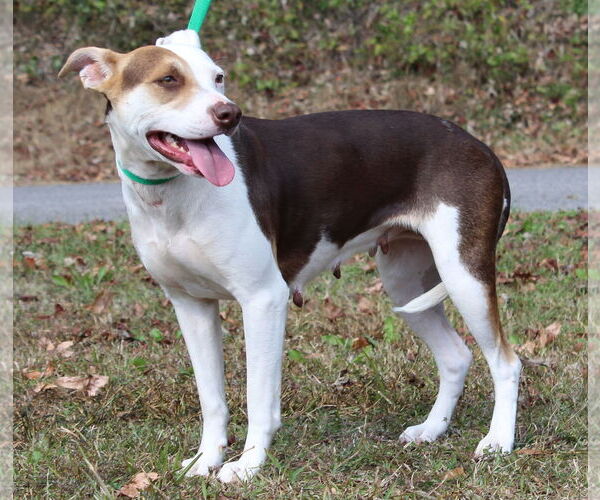 Medium Photo #2 Siberian Husky-Unknown Mix Puppy For Sale in Prattville, AL, USA