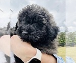 Puppy Brindle Female Puli