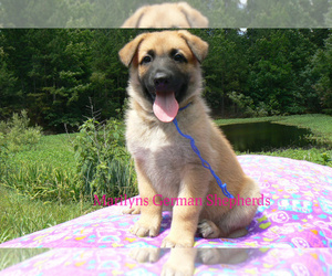 German Shepherd Dog Puppy for Sale in PIEDMONT, Missouri USA