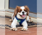 Small #1 Cavalier King Charles Spaniel