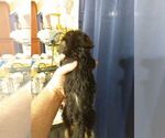 Small Photo #6 Poodle (Toy)-Schnauzer (Miniature) Mix Puppy For Sale in CULLMAN, AL, USA